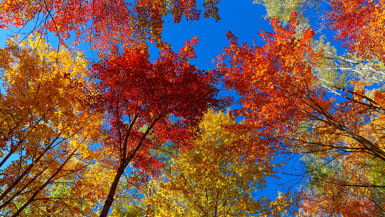 Automne